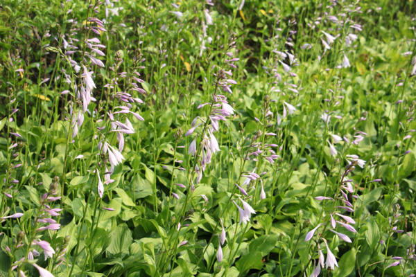 Hosta pictures