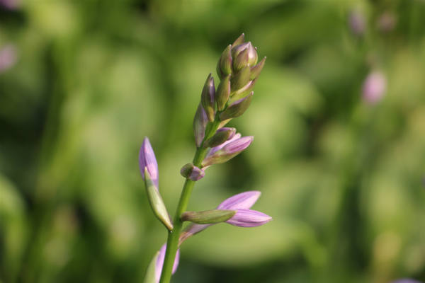 Hosta pictures
