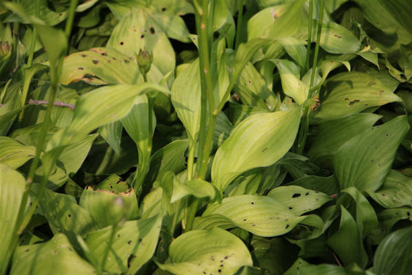 Hosta pictures