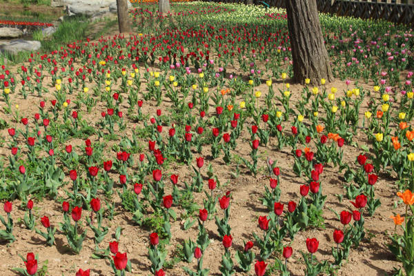 Tulip pictures