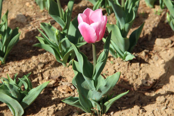 Tulip pictures