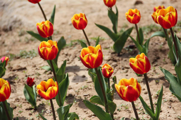 Tulip pictures
