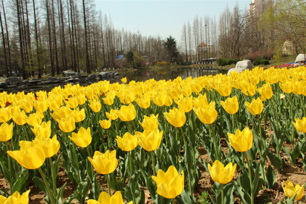 Tulip pictures