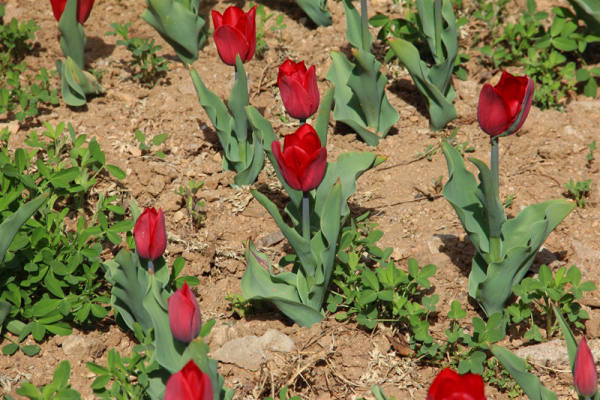 Tulip pictures
