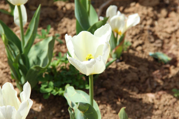 Tulip pictures