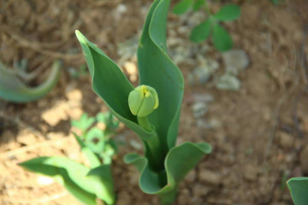 Tulip pictures