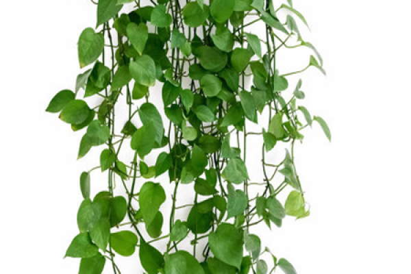Ivy vine