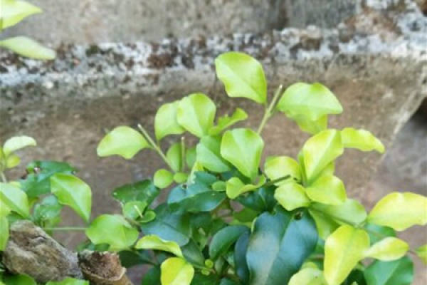 Ligustrum lucidum