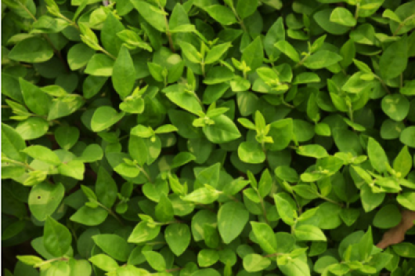 Ligustrum lucidum