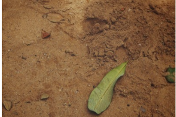 Soil