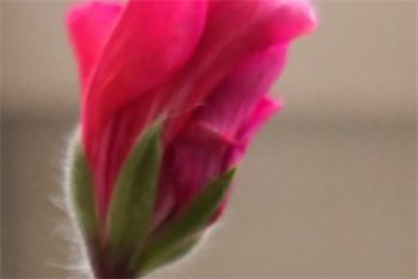 Geranium