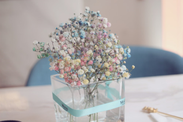 Gypsophila paniculata