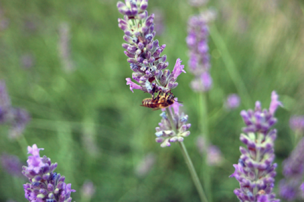 Lavender