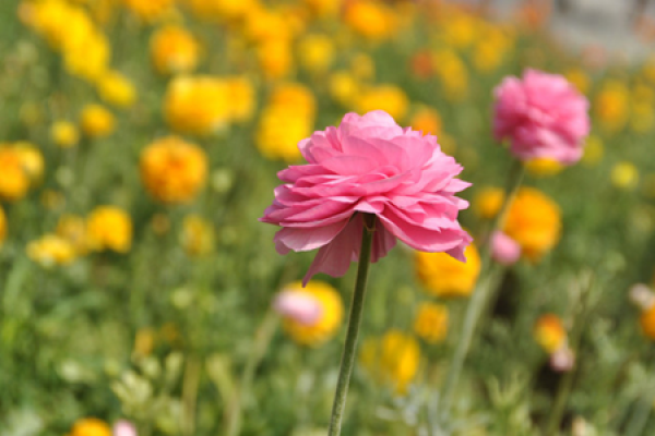 Buttercup