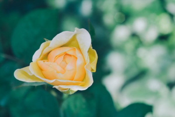 Buttercup
