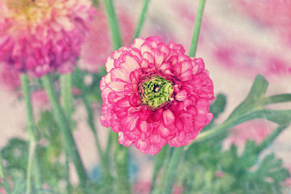 Ranunculus japonicus