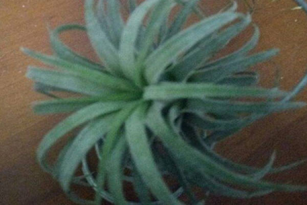 Air pineapple