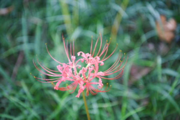 Man Sha Zhu Hua