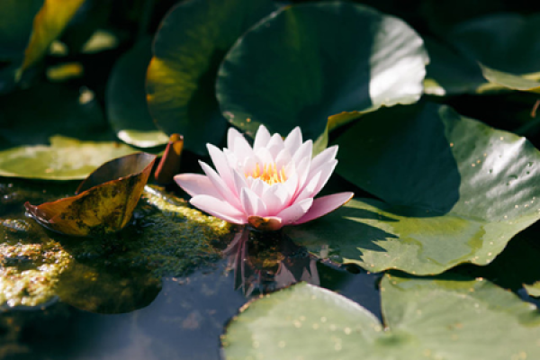 water lily