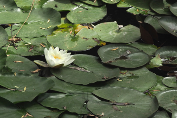 water lily