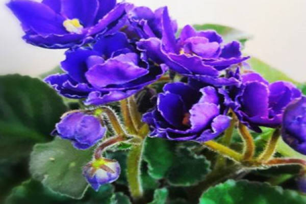 Violet