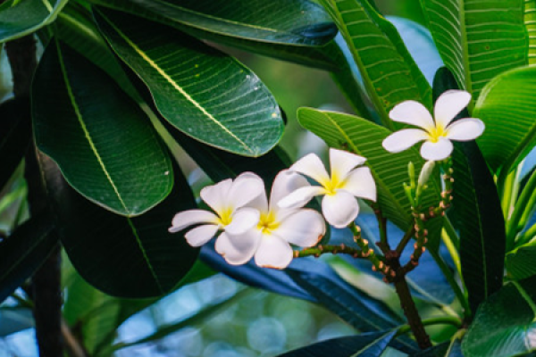Frangipani