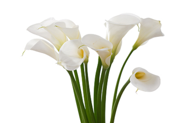 Common Calla Lily