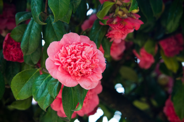 Camellia japonica