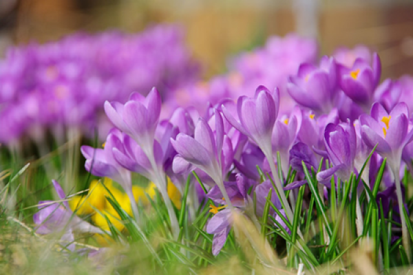 Crocus sativus