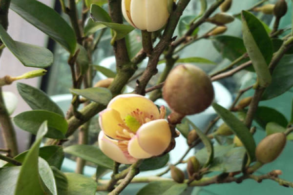 Michelia Figo
