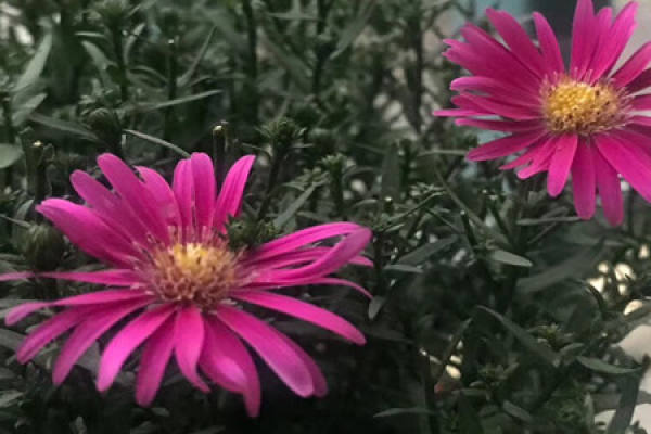 Dutch chrysanthemum