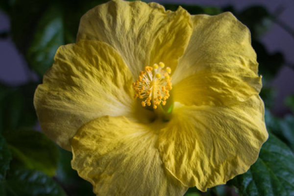 Hibiscus