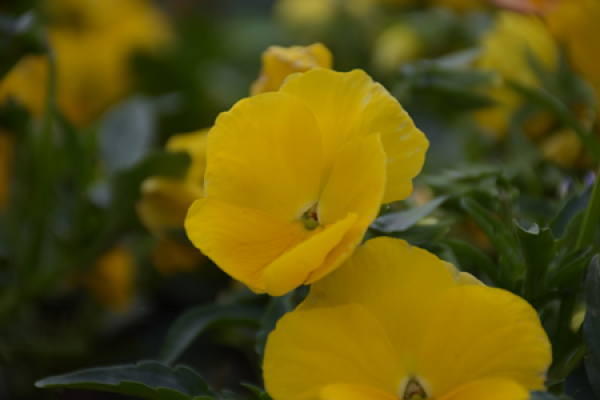 Pansy