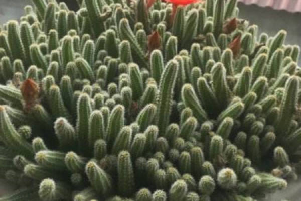Cactus finger