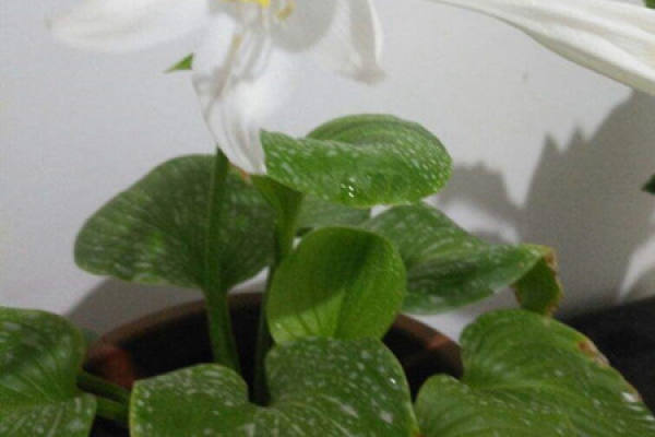 Hosta plantaginea