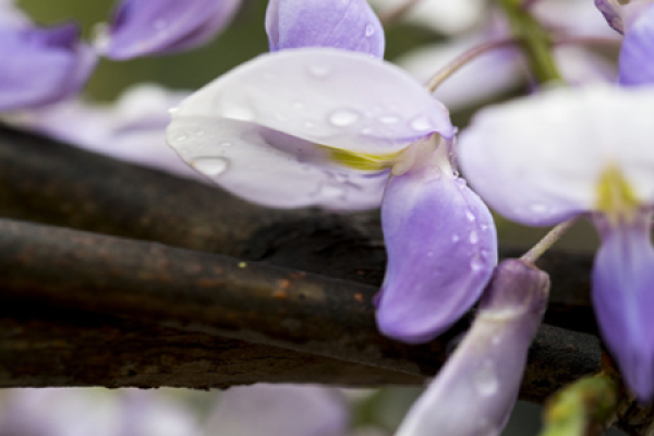 Wisteria