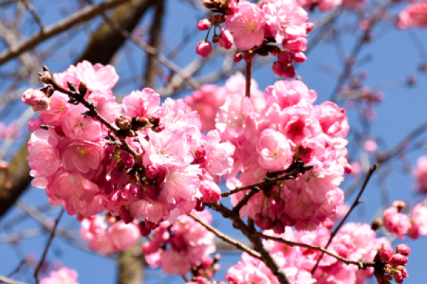 Chinese flowering crabapple