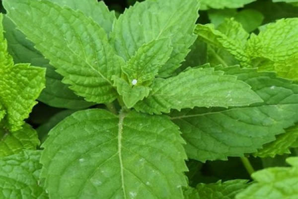 ten coriander