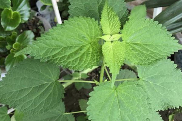 ten coriander