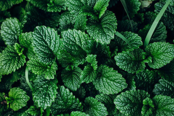 Peppermint