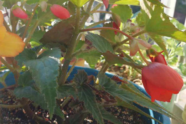 Begonia bulbous