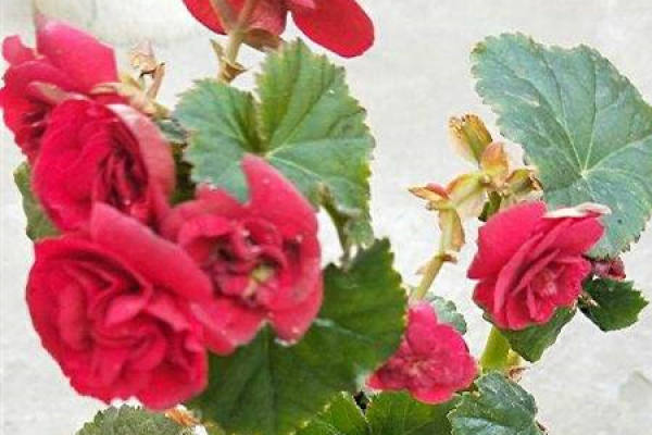 Begonia bulbous