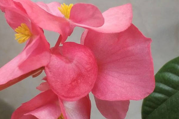 Begonia semperflorens