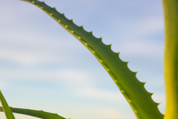 dragon claws