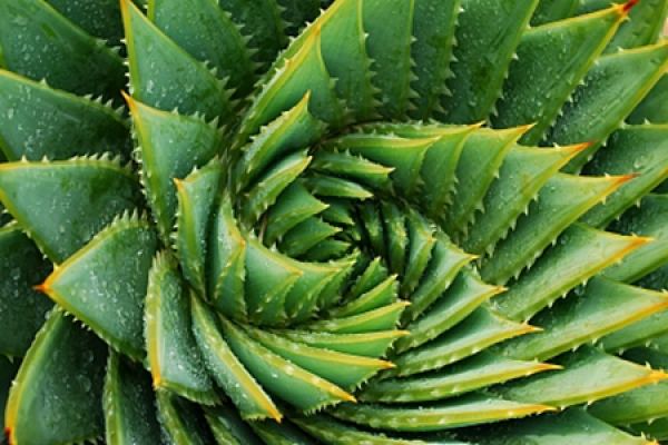 Aloe