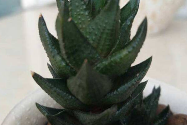 dragon claws