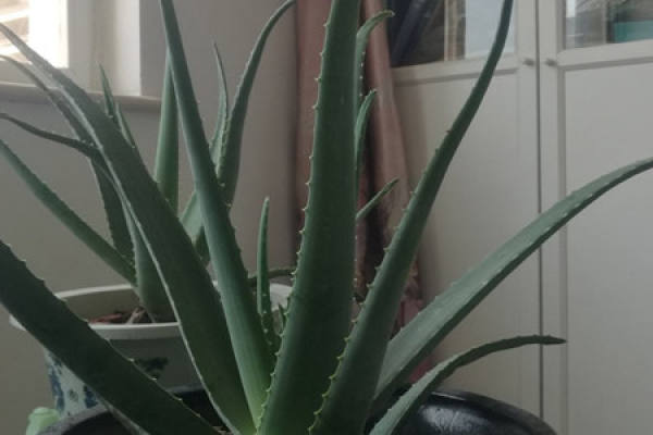 Aloe barbadensis