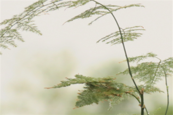 Asparagus