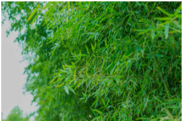 bamboo