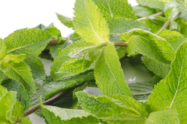 Peppermint